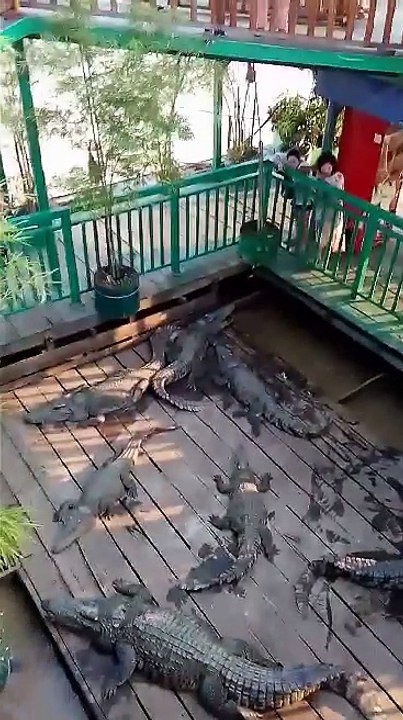 WoW my guests eat eat crocodiles in fresh water lake