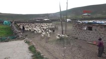 Tunceli'de 6 Bin Lira Maaşla Çalışacak Çoban Bulunamıyor