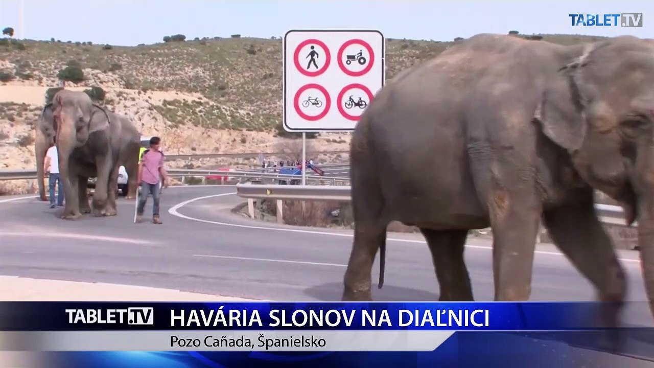 NEVŠEDNÁ NEHODA: Z havarovaného kamióna vybehli slony