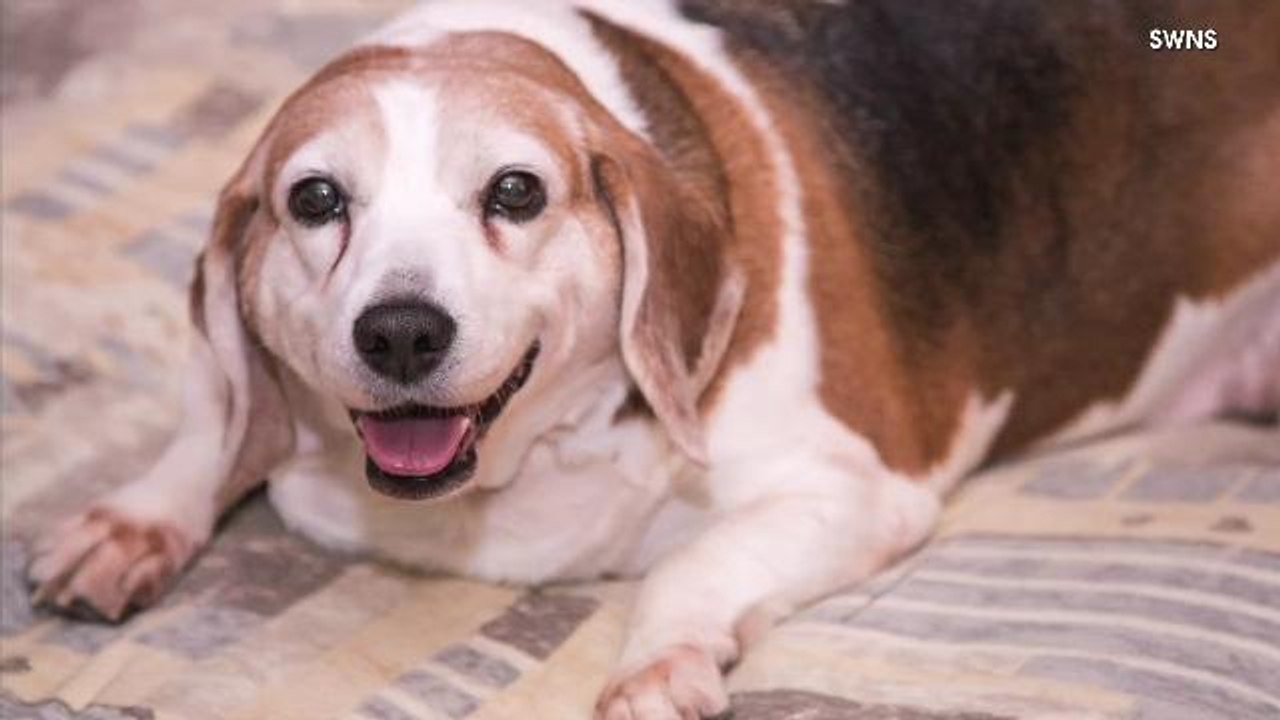 A Morbidly Obese Dog Ditches Deli Meat And Slims Down Just In Time For Spring