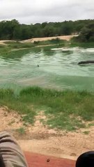 Impala in a Catch-22 Between Hippo and Wild Dog - Latest Sightings Pty Ltd