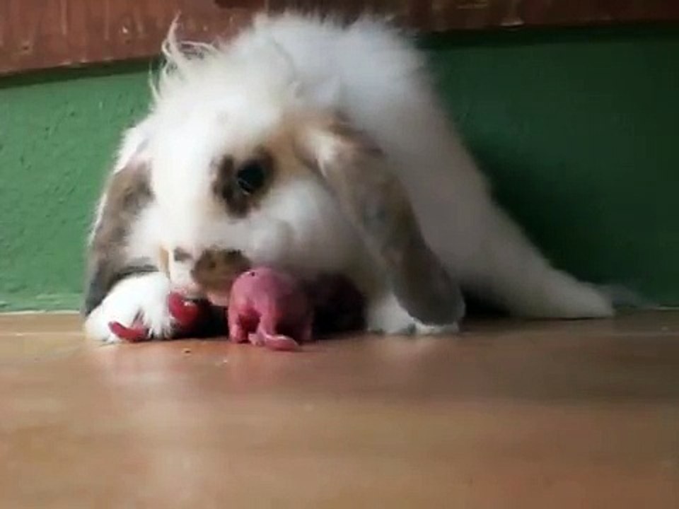 Parto Conejo Chufa / Birth Rabbit / 兔的誕生 / Geburt Kaninchen