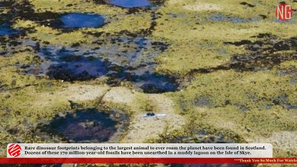 Biggest Sauropods Footprints Found In Scotland