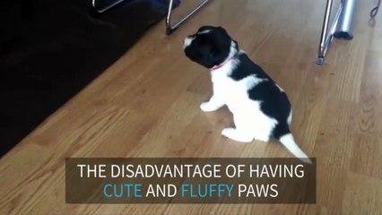 Adorable puppy can't stand on slippery floor