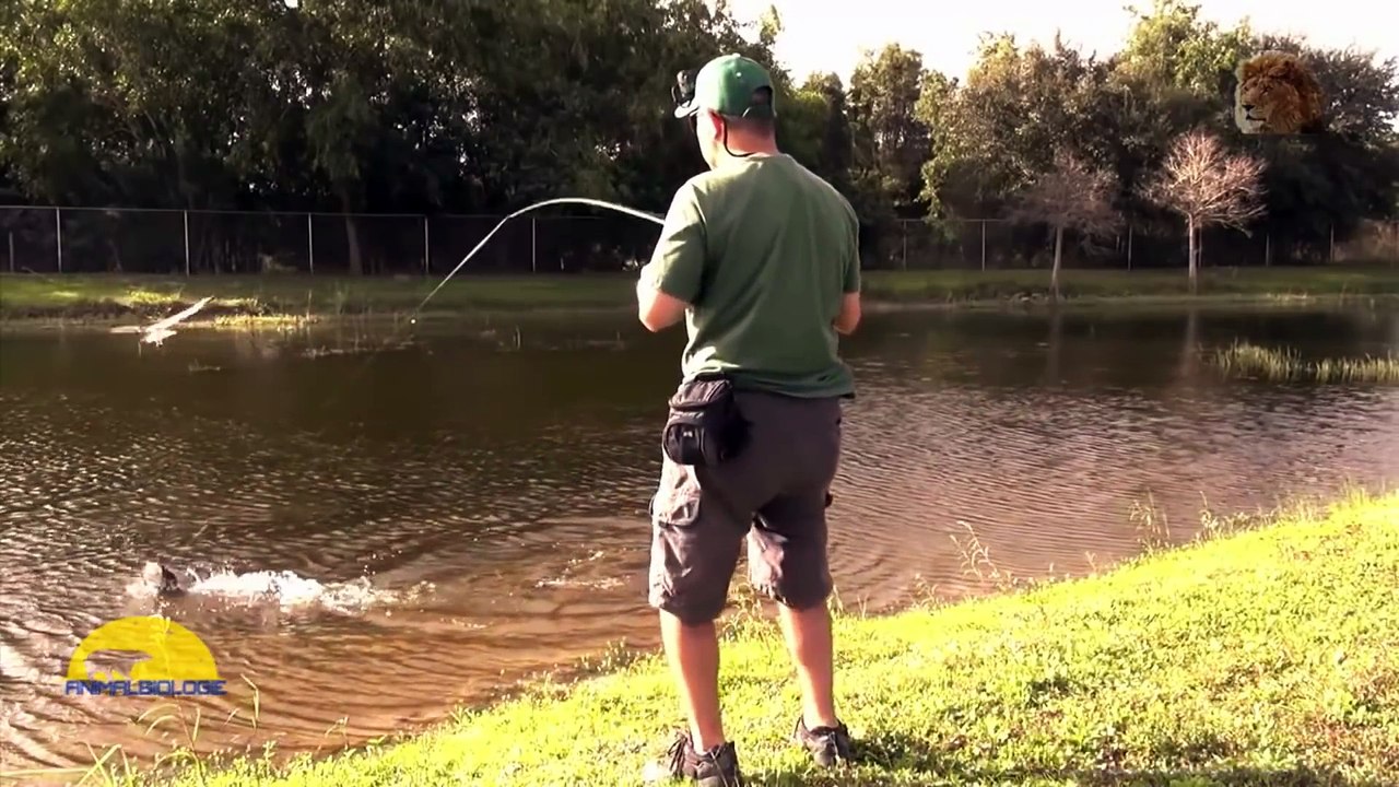 The Best of Eagle Attacks caught by camera