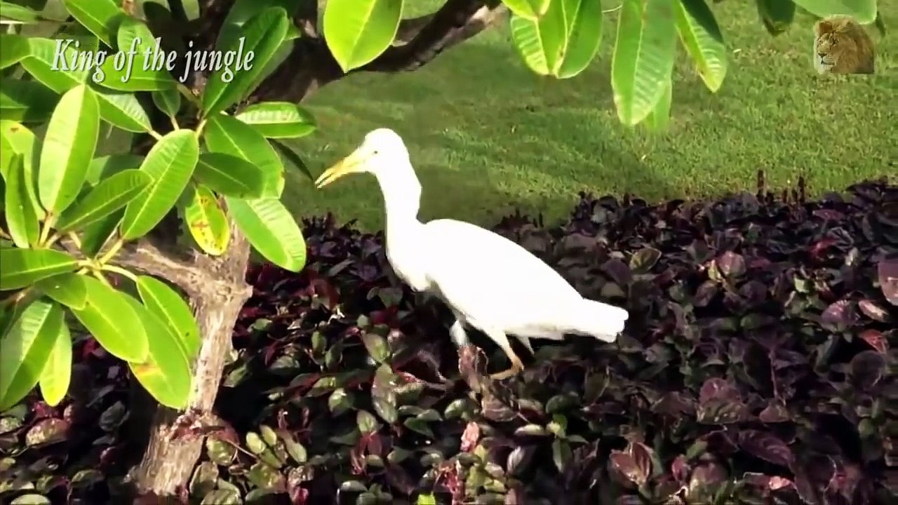 Bird attack compilation