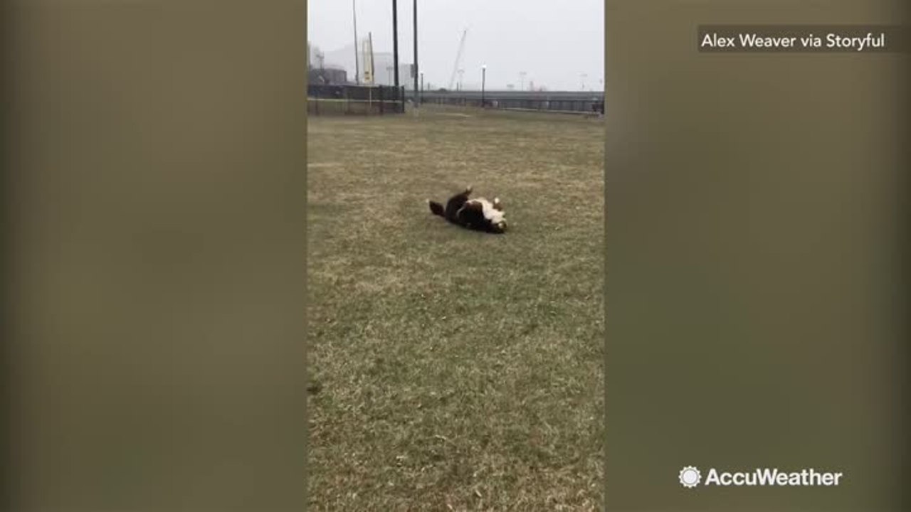 Boston dog seems to be only one happy with spring snowstorm