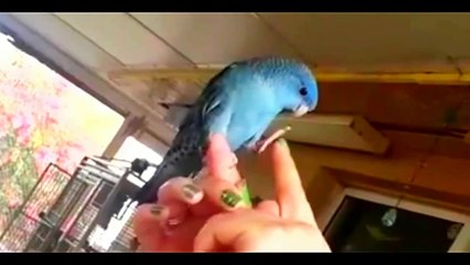 Everything about Lineolated / Barred - Small Parakeets
