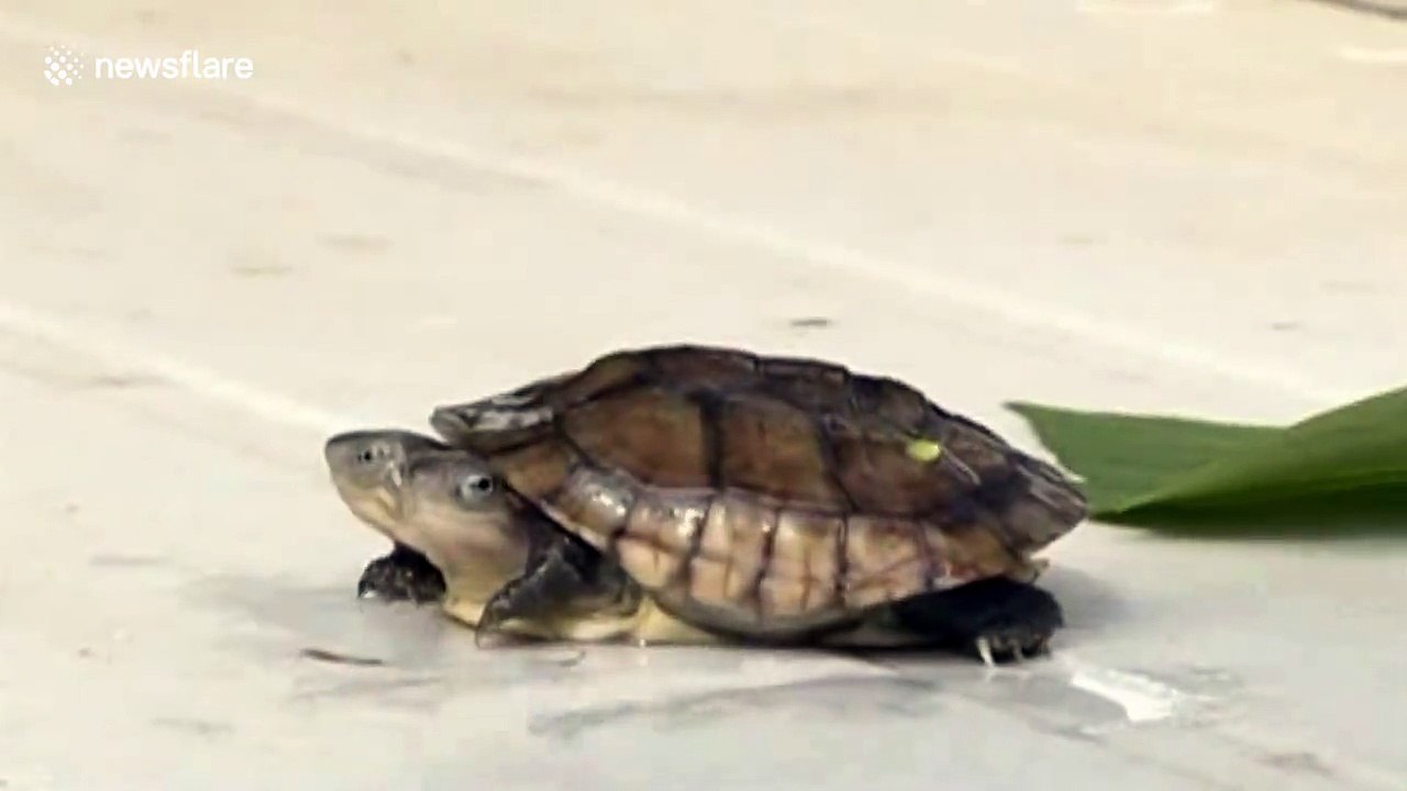 Rare mutant turtle with two heads filmed on Chinese farm