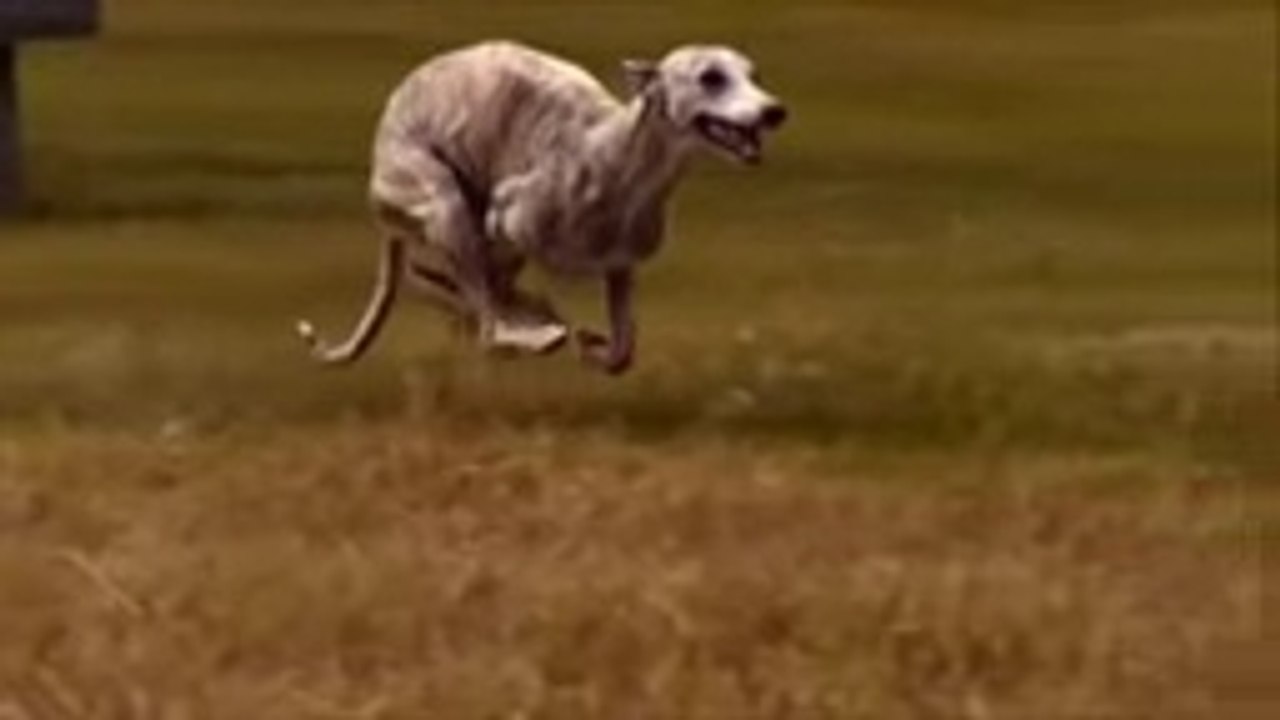 Top 10 Man vs Animal Moments in Movies [60FPS]