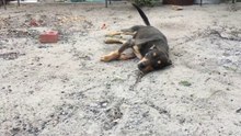 Cão com deficiência prestes a ser sacrificado, mostra a todos a sua vontade de viver