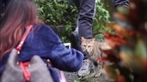 This Taiwanese village has more cats than people