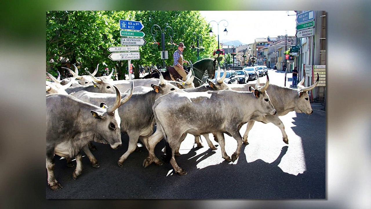 LA REVUE : La revue : "Transhumance"/Laurent Even/Dominique Raybaud