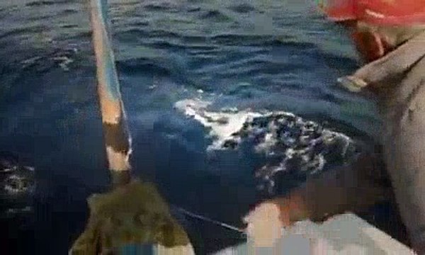 ALİ KAPTAN - Sırtı Takımıyla Kuzu Avı | Kalkan kardeşler jigging videoları