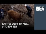 도축장 소 난동에 1명 사망…6시간 만에 생포 / MBC