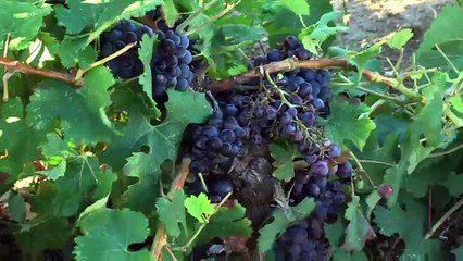 VUE D'ICI : Vue d'ici : Chasse gardée