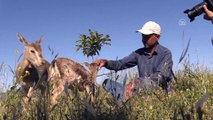 Afrin sınırında bulunan yaralı ceylan koruma altında - HATAY