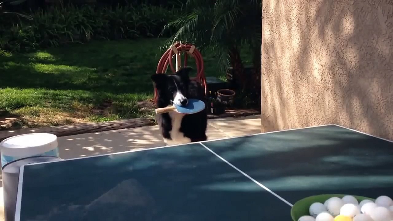 Ultimate FUNNY DOG Compilation of 2018 - Top Funny Pet Videos