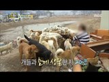 [Haha Land 2] 하하랜드2 - Endlessly angry lady in constant struggle of dogs sequence! 20180321