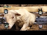 [Haha Land 2] 하하랜드2 -here is a sheep that takes a picture of a work in a cafe ?! 20180328