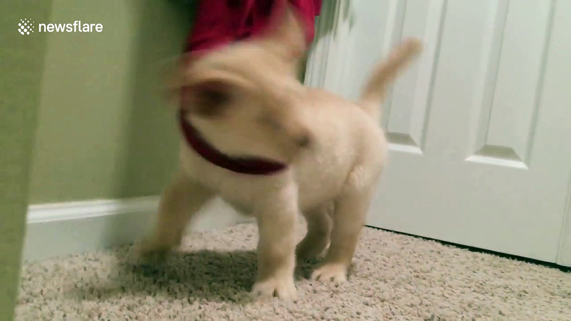 ⁣Adorable yellow Lab puppy walks down stairs for first time