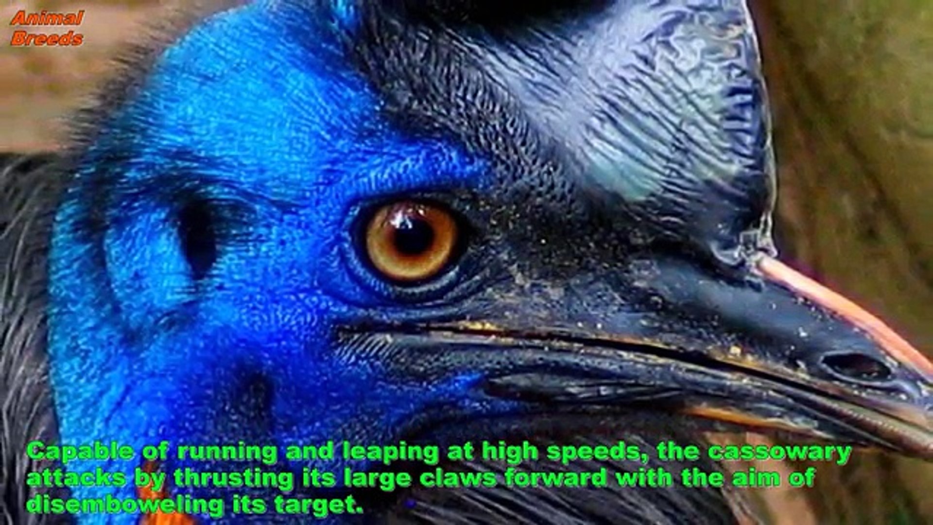 Top 15 Cute Animals That Can Kill You