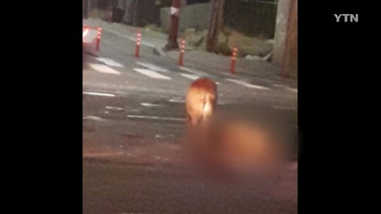 '로드킬' 당한 멧돼지 주변을 서성이는 멧돼지 / YTN