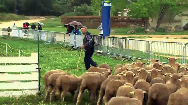LA REVUE : La revue : Jean-Claude Louis/ Fête des bergers d'Istres