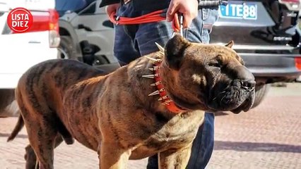 10 Perros Creados Por el Hombre Que Juegan A Ser Dios