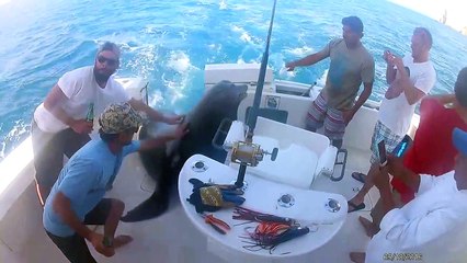 Une otarie s'invite sur un bateau pour manger du poisson