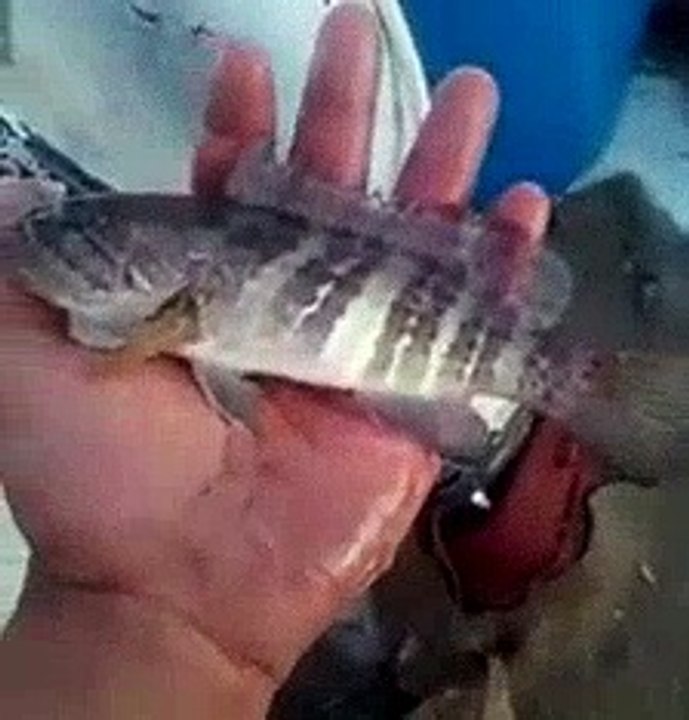 Balıkçı Ağına Takılan Lagos Balığını denize Geri Bıraktı. | Kalkan kardeşler jigging videoları