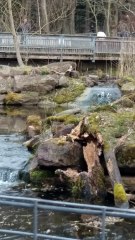 Fischotter baut um, Wildpark Pforzheim 02.04.2018