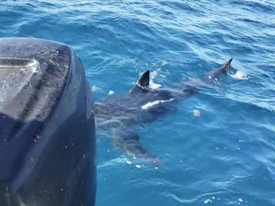 GREAT WHITE! Shark curious about boat checks out people in Florida - ABC15 Digital