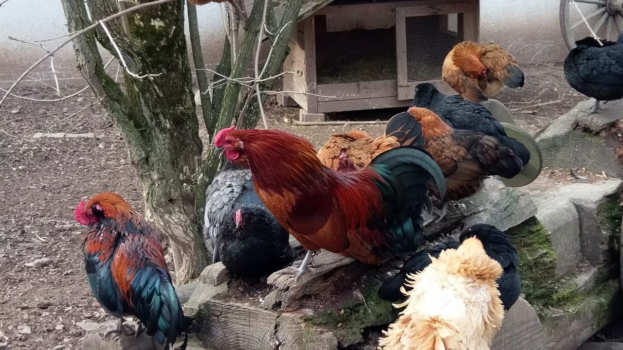 Niedliches Häschen/Kaninchen Wildpark Pforzheim 02.04.2018