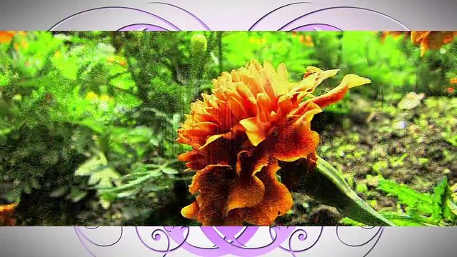 A FLEUR DE VILLE : A Fleur de Ville à Pélissanne