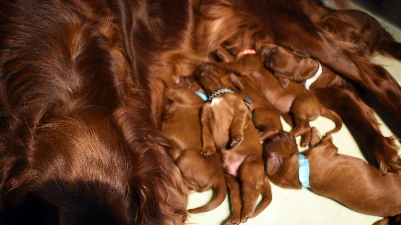 Chiots setter irlandais "O", le 03 avril 2018 (à 3 jours)