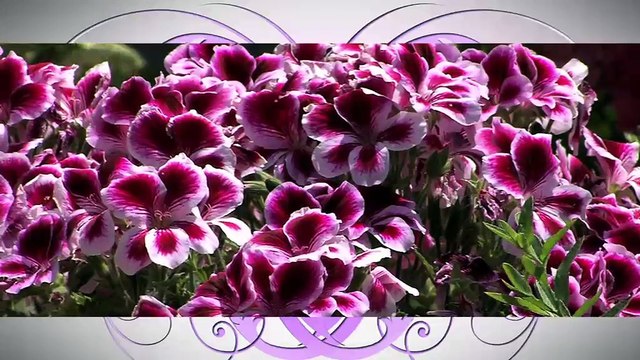 A FLEUR DE VILLE : A Fleur de Ville à Marignane