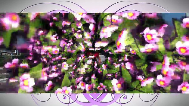 A FLEUR DE VILLE : A Fleur de Ville à Salon-de-Provence