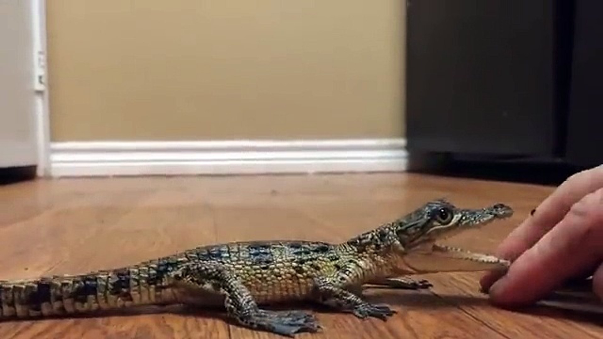 Ce Bebe Crocodile Adore Les Caresses Video Dailymotion
