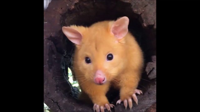 Opossums en mode poupées russes