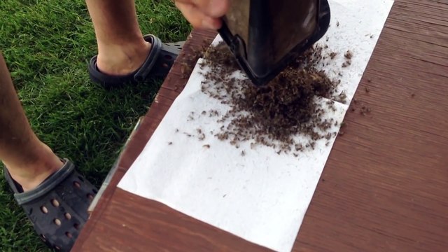 Son piège à moustiques fonctionne très bien apparemment
