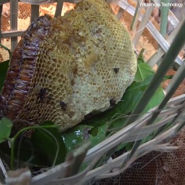 Ils nous montrent comment ils ramassent le miel sur des ruches sauvages dans les arbres