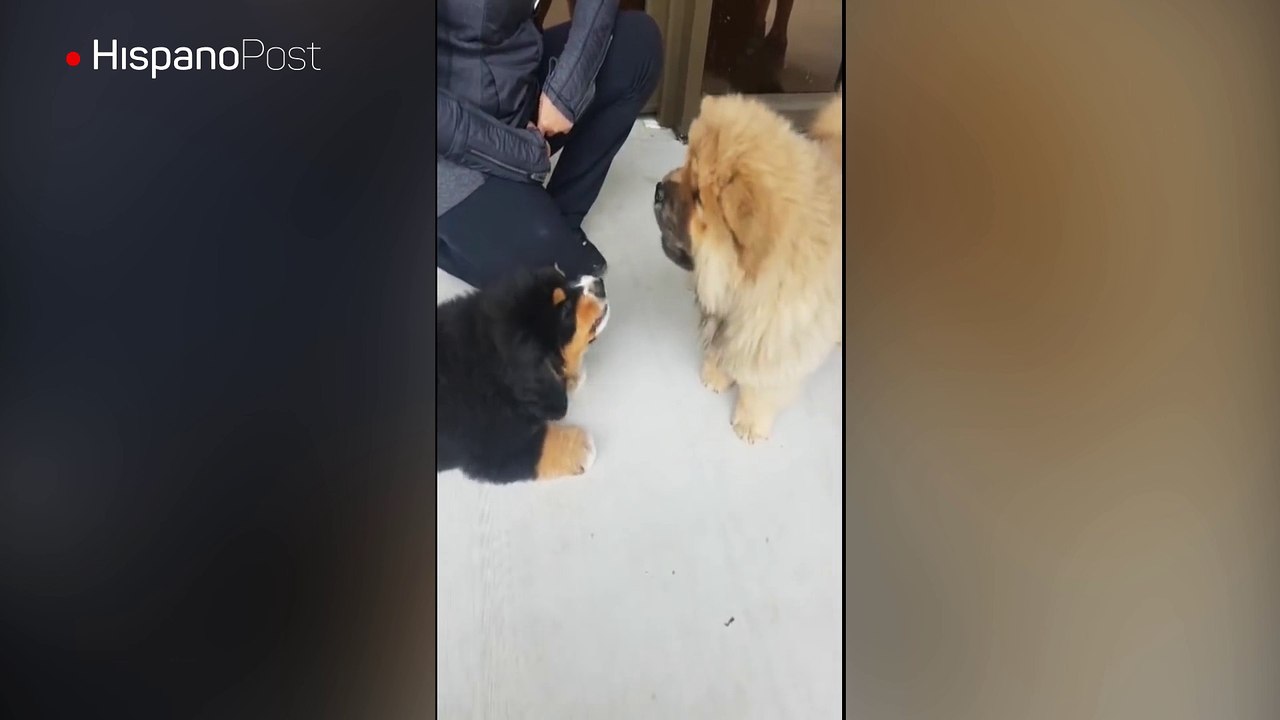 Par de perros sostienen una simpática competencia de ladridos