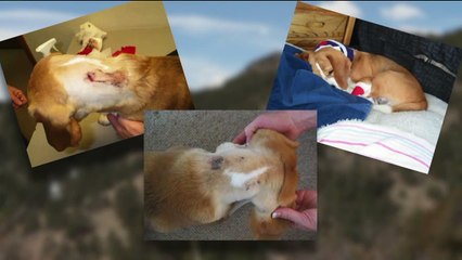 Descargar video: Colorado Man Captures Video of Four Mountain Lions Roaming Outside Home