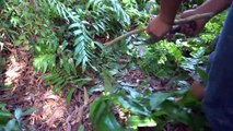 Primitive technology: Hunting and cooking scorpions - extremely poisonous species in deep forest.