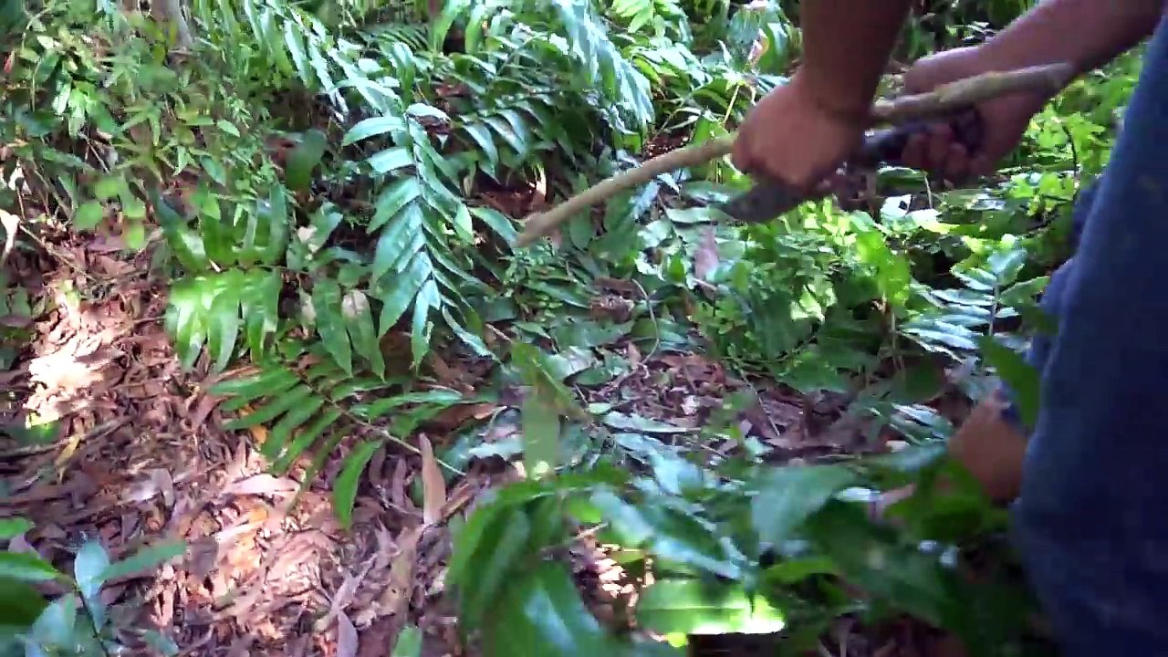 Primitive technology: Hunting and cooking scorpions - extremely poisonous species in deep forest.