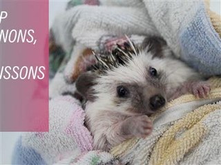 Bienvenue à l'hôtel des hérissons