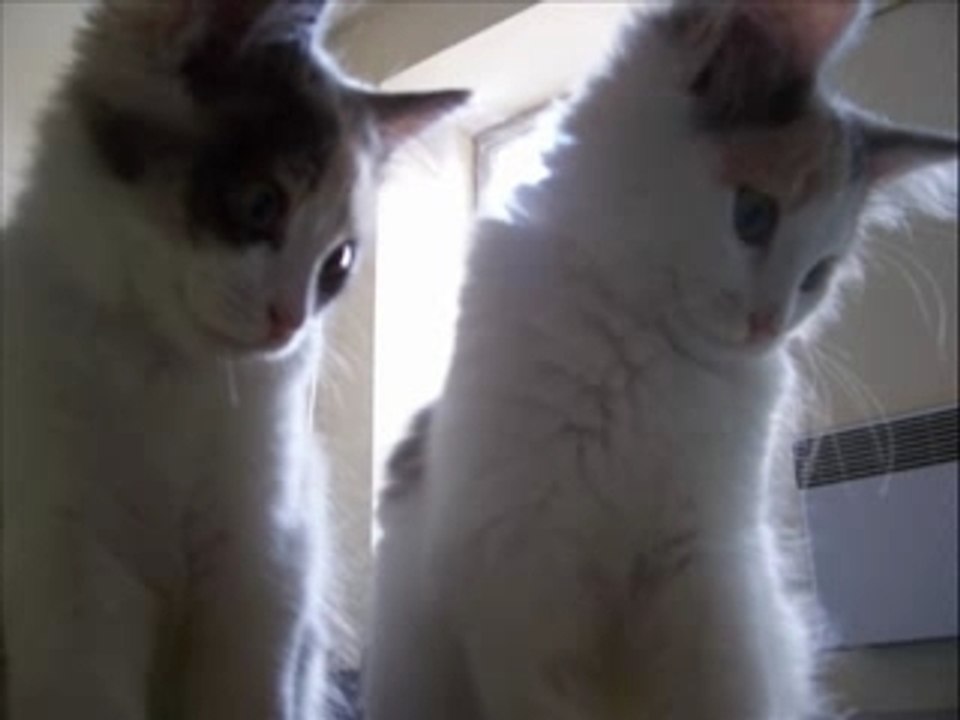 Histoire de chats