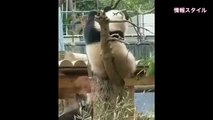 木から落ちる⁈ 力持ちシャンシャン ٩(๑❛ᴗ❛๑)۶ 【パンダ】giant panda