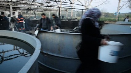 Balık çiftliği alev alev yandı